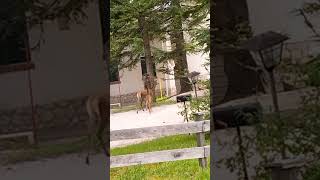 Mamma cerva con cerbiatto spaesati nel cortile di una casa a Cortina d Ampezzo [upl. by Fontana]