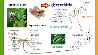 glycyrrhizinate [upl. by Lunetta735]