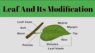 Leaf And Its Modification Leaf MorphologyPlant Systematic [upl. by Arrio]