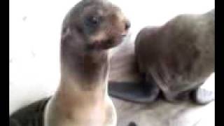 Unusual Northern fur seal vocalization [upl. by Zipah]