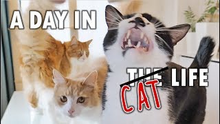 A day in the life of our cats [upl. by Elsy]