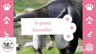 Le tamanoir ou le grand fourmilier [upl. by Rasmussen]