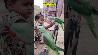 বাচ্চাটির ললিপপ টিয়াপাখি নিয়ে নিলো কেনো Parrot and cute baby tiktok video Animals shorts baby [upl. by Tobe]