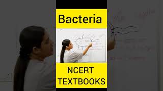 Bacteria Structure  जीवाणु की संरचना  ncert biology 11classnotes 11th [upl. by Edrahs260]