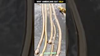 Why Americans Eating Kelp  😱😯  shorts facts [upl. by Changaris681]