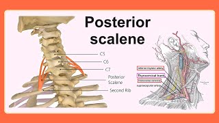 posterior scalene [upl. by Ivey]