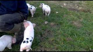 Piglets playing outside [upl. by Eioj]