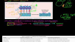 82P TCellMediated Cytotoxicity TCellMediated Type IV Hypersensitivity [upl. by Dara]