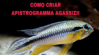 COMO CRIAR APISTOGRAMMA AGASSIZII [upl. by Leilani731]