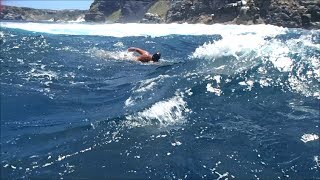 Super swimmer Robben Island to Capetown [upl. by Asha675]