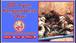 DOC Ayam Kampung Umur 4 Hari [upl. by Orhtej]