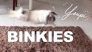 Mon lapin a des crises de folie  Binkies [upl. by Melvena]