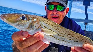 Cracking the King George Whiting Fishing Code Catch n Cook [upl. by Anida]