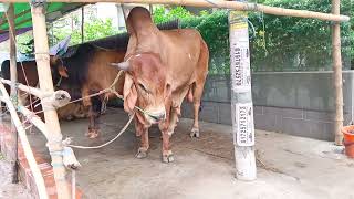 Dhanmondi elakar shobcheyr boro goru cow paglagoru eiduladha2024 bull giantgoru [upl. by Aihn]