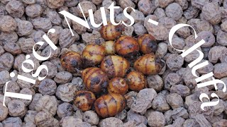 Tiger Nuts Chufa Harvest Ancient Edible Tubers [upl. by Vish]