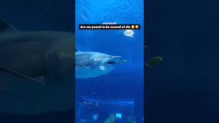 I Witnessed An Insane Shark Attack 😧 [upl. by Korff432]