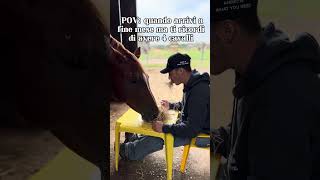 Avere 4 cavalli foryou horse trending humor viralvideo equestrian perte cowboys ironia [upl. by Skiba]