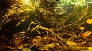 BADC2018  Flooded forest at Paraná Ataú river Santa Isabel do Rio Negro Amazonas Brasil 250 L [upl. by Aihsekin]