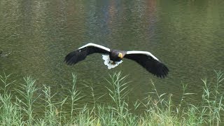 Vogelshow  Vogelpark Avifauna [upl. by Holsworth918]