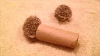 Baby Hedgehogs Playing [upl. by Inajna]