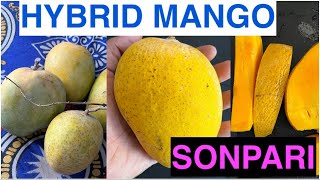 Sonpari Hybrid Mango Cross between Alphonso and Alampur Baneshan Banganapalli [upl. by Happ]