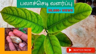 பலா மரம் விதையிலிருந்து வளர்ப்பது எப்படி How to Grow Jackfruit tree from seed in Tamil [upl. by Rhea712]