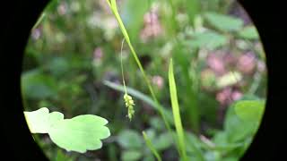 Carex capillaris Hairlike Sedge [upl. by Haldis]