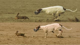 Greyhound Coursing 2022  dog chasing rabbit  coursing race [upl. by Deadman651]