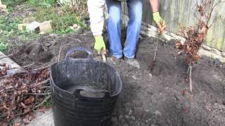 How to plant a bare root hedge  Advice from Best4hedging [upl. by Nagaer]