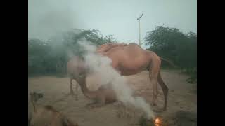 Beautiful camels of tharparkar  camel of desert trying [upl. by Carolan]