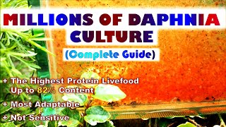 quotInsane Daphnia Culturequot Complete Guide [upl. by Bolan]