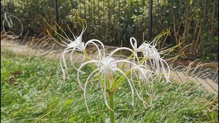 Hymenocallis littoralis the Beach Spider Lily exotic looking beautifully scented and easy to grow [upl. by Etnoval]