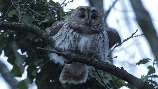 Chouette hulotte chant dexcitation tawny owl [upl. by Eillak542]