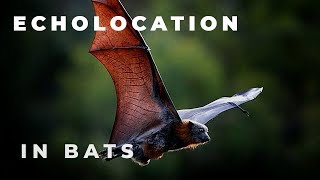 Echolocation in bats [upl. by Rebbecca]