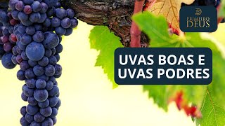 781 UVAS BOAS E UVAS PODRES  A VINHA DO SENHOR  PRIMEIRO DEUS  PR ARILTON [upl. by Maurilla]