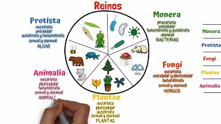 La CLASIFICACIÓN jerárquica de los seres vivos TAXONOMÍA [upl. by Haswell823]