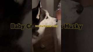 Husky Thinks Baby is HIS Puppy [upl. by Steele]