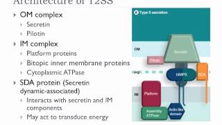 Bio305 2012 Bacterial protein secretion overview lecture [upl. by Tabby]