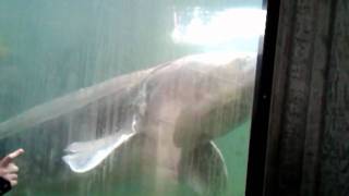 Herman the SturgeonBonneville Dam Oregon [upl. by Aicirt]