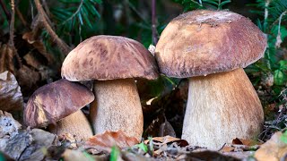 Timelapse  Crescita dei funghi porcini [upl. by Jacinthe366]