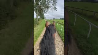 LETS GO UP THE GALLOPS gallop horse [upl. by Chery273]