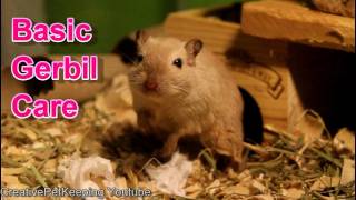 My Basic Gerbil Care Set Up [upl. by Heim]