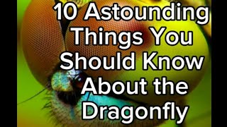 10 Astounding Things You Should Know About Dragonfly Dragonfly Life Cycle The Food Chain10 Facts [upl. by Auqenaj]