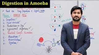 Digestion in amoeba class 11 by irtisams biology  digestion process in amoeba chapter 12 [upl. by Soalokcin448]