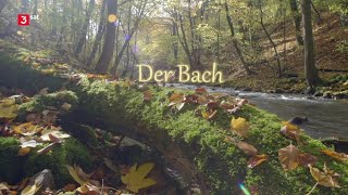 Der Bach  Doku HD [upl. by Inman150]