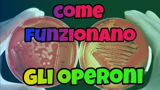 Come funzionano gli operoni [upl. by Marienthal]