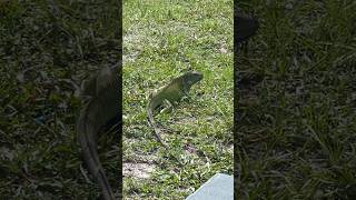 Starving Iguanas Are Resorting to Extreme Measures [upl. by Iaw]