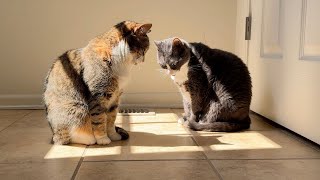 A Timelapse of Cats in a Sunspot [upl. by Asimaj]