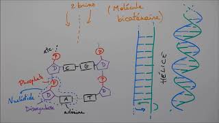 UE14 Ionisation des acides aminés [upl. by Rudolfo]