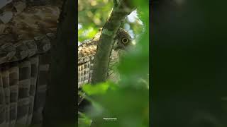 Brown Fish Owl [upl. by Janine]